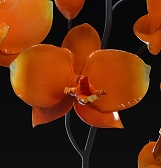 SUPER. NATURAL. Glass Art by Jason Gamrath SUPER. NATURAL. Glass Art by Jason Gamrath