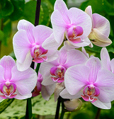 Valentine’s Night at Phipps