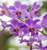 Valentine’s Night at Phipps