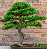 Valentine’s Night at Phipps