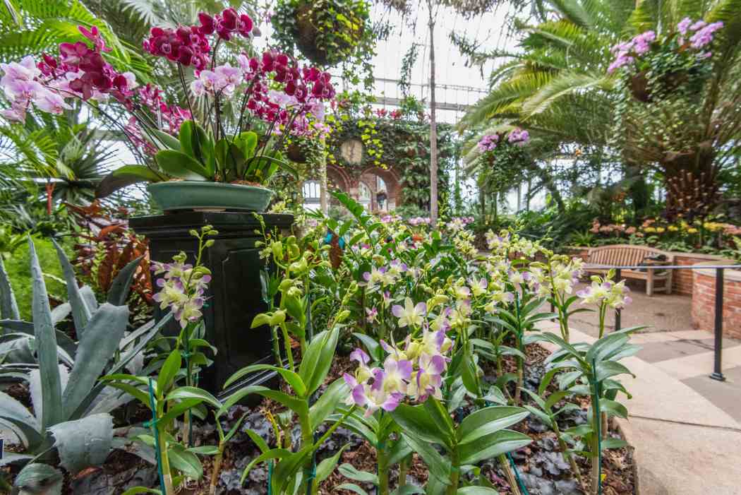 Orchid and Tropical Bonsai Show 2016
