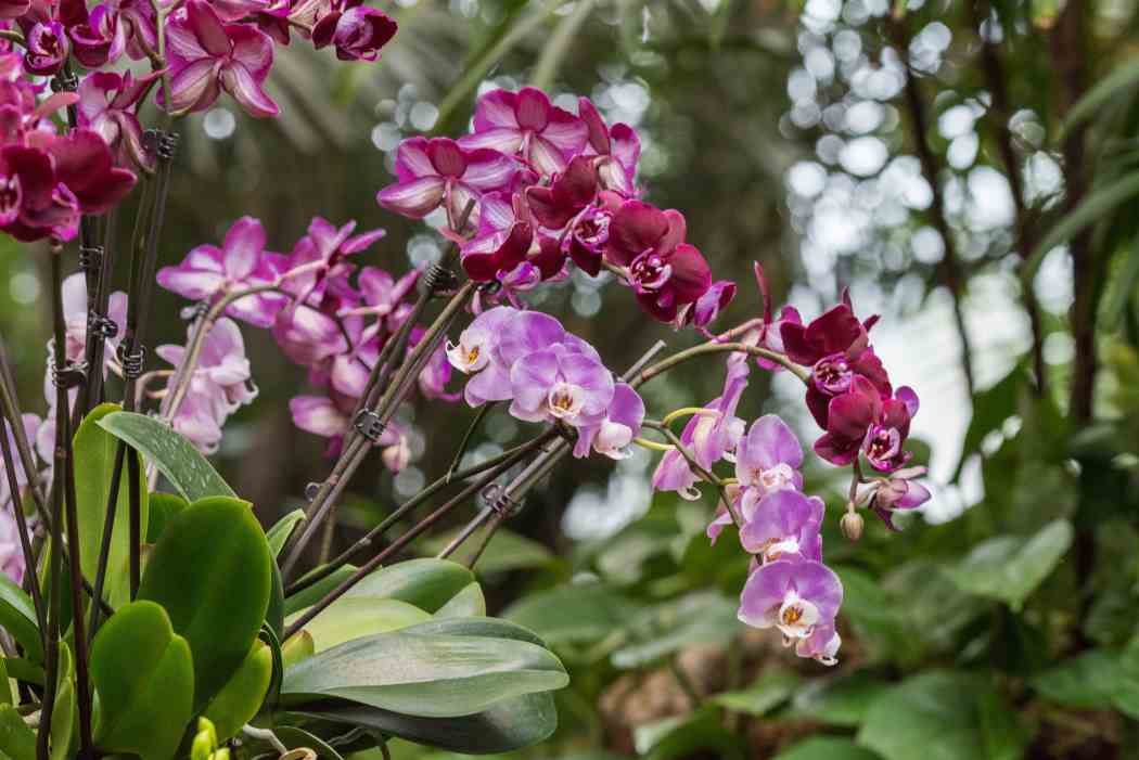 Orchid and Tropical Bonsai Show 2016