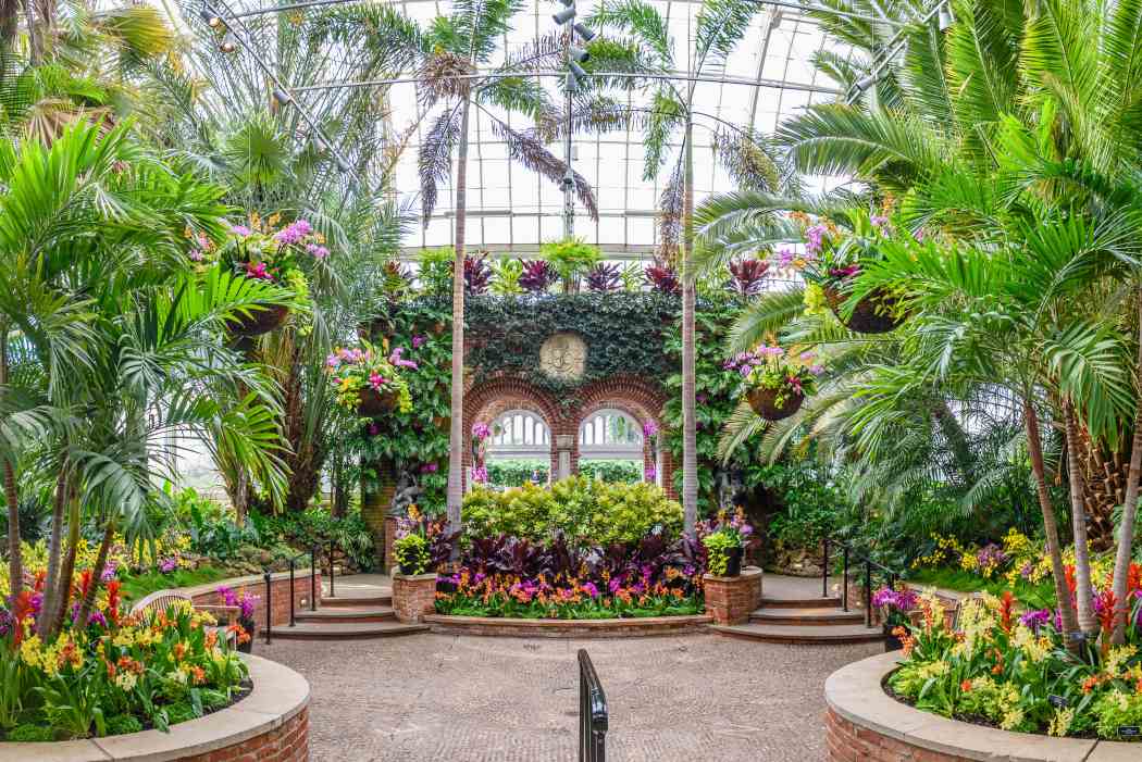 Orchid and Tropical Bonsai Show 2017