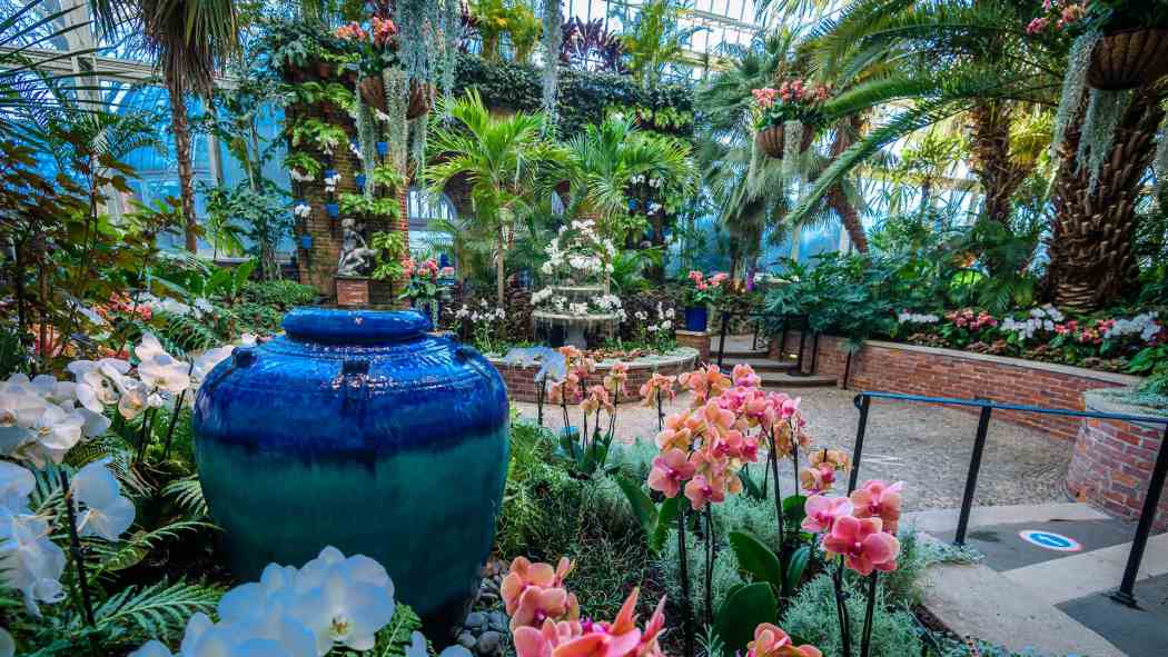 Orchid and Tropical Bonsai Show 2021: A Splash of Brilliance