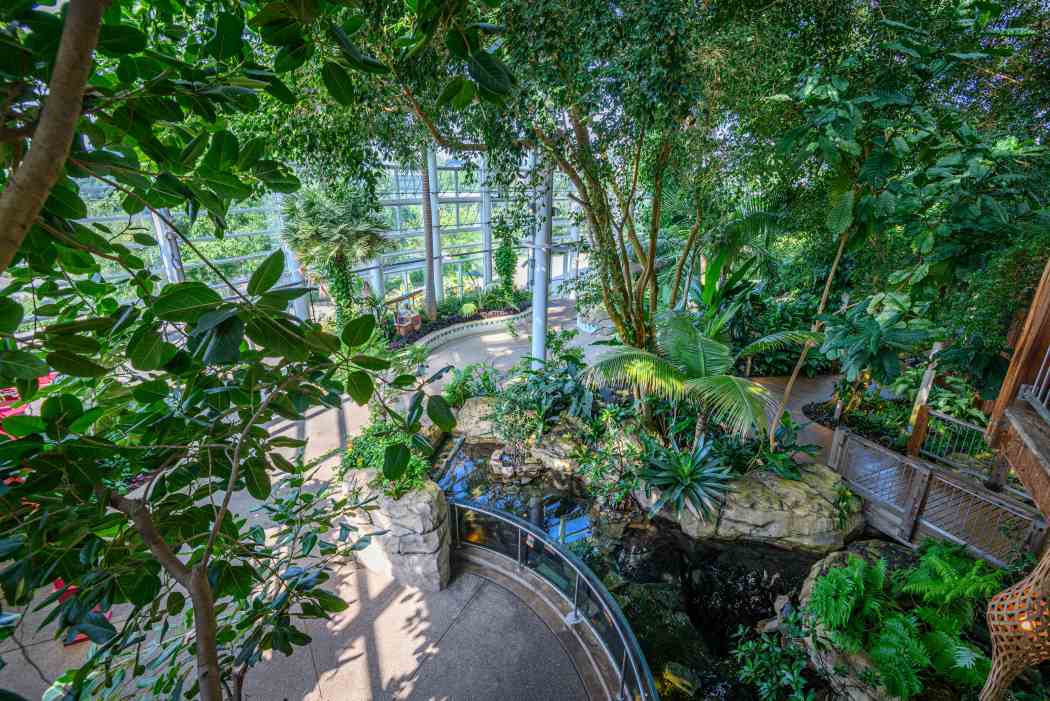 Tropical Forest Panama