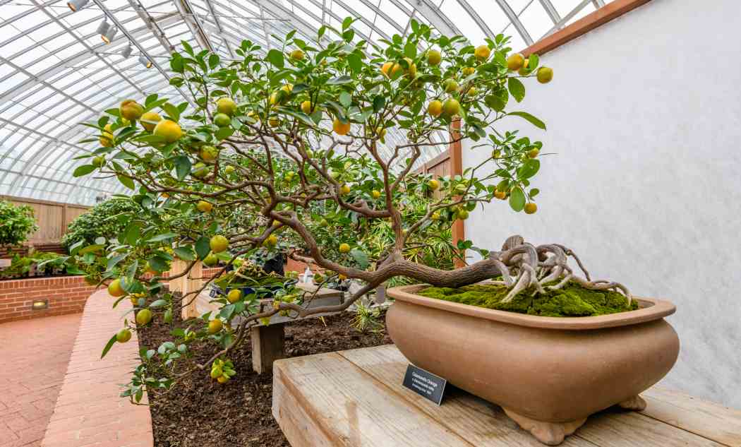 Orchid and Tropical Bonsai Show 2022: An Ocean of Color