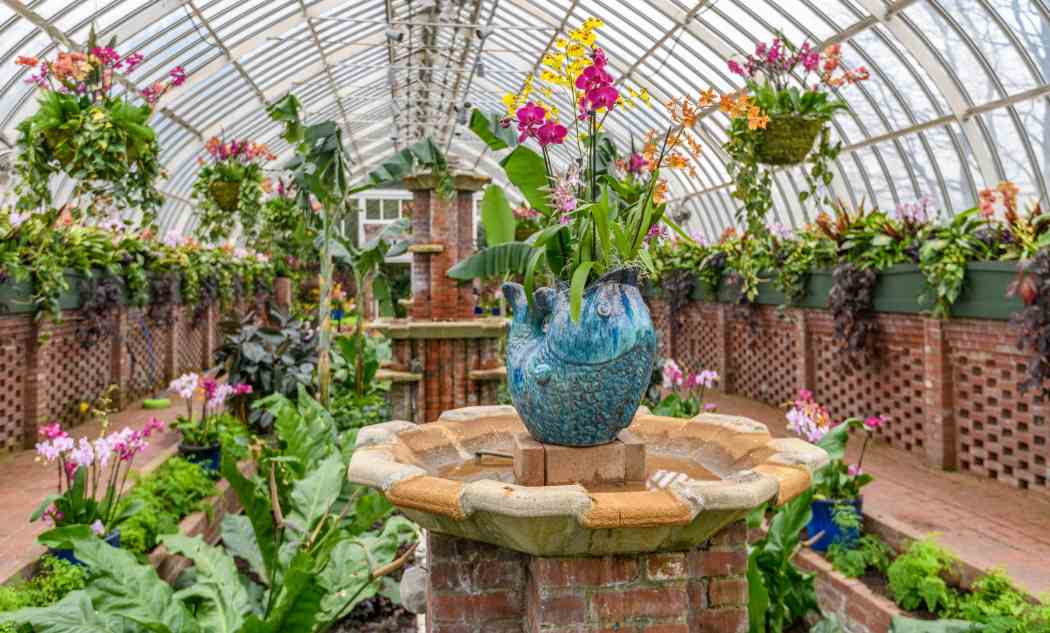 Orchid and Tropical Bonsai Show 2022: An Ocean of Color