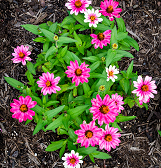 Summer Flower Show: Alice’s Adventures in Wonderland