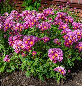 Fall Flower Show: Alice’s Adventures in Autumn