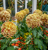 Fall Flower Show: Alice’s Adventures in Autumn