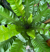 Summer Flower Show: Alice’s Adventures in Wonderland