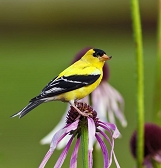 National Pollinator Week National Pollinator Week