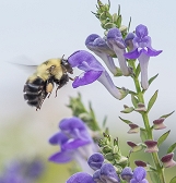 National Pollinator Week National Pollinator Week