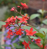 Summer Flower Show: Back in Bloom Summer Flower Show: Back in Bloom