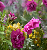 Summer Flower Show: Back in Bloom Summer Flower Show: Back in Bloom