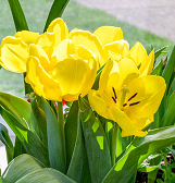 Build-a-Bouquet Night at Phipps