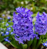 Build-a-Bouquet Night at Phipps