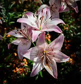 Build-a-Bouquet Night at Phipps