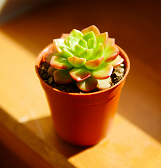 Succulent Night at Phipps