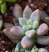 Succulent Night at Phipps