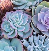 Succulent Night at Phipps