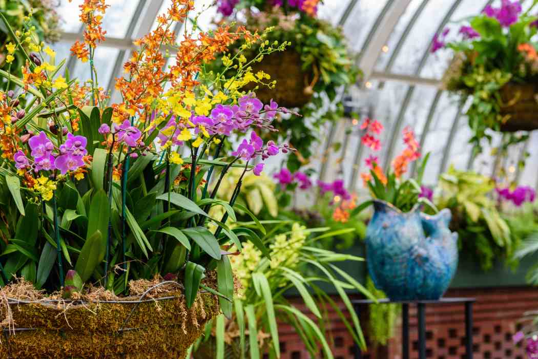 Orchid and Tropical Bonsai Show 2017
