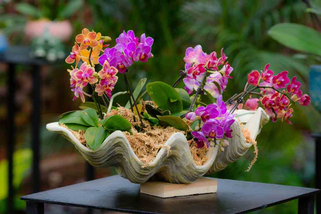 Orchid and Tropical Bonsai Show 2017