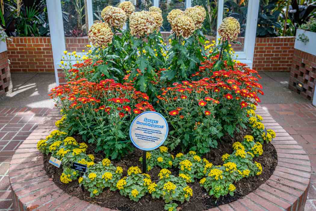 Fall Flower Show 2025: Visions of Japan