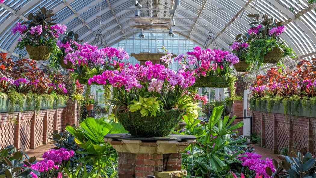 Orchid and Tropical Bonsai Show 2021: A Splash of Brilliance