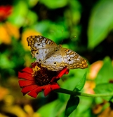 Butterfly Forest Butterfly Forest