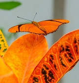 Butterfly Forest Butterfly Forest