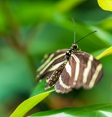 Butterfly Forest Butterfly Forest