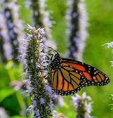 Butterfly Forest