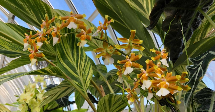 This Week at Phipps: Jan. 13 – 19 This Week at Phipps: Jan. 13 – 19