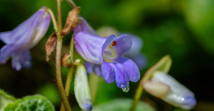 This Week at Phipps: Oct. 26 – Nov. 1