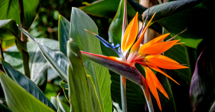 This Week at Phipps: Sept. 28 – Oct. 4
