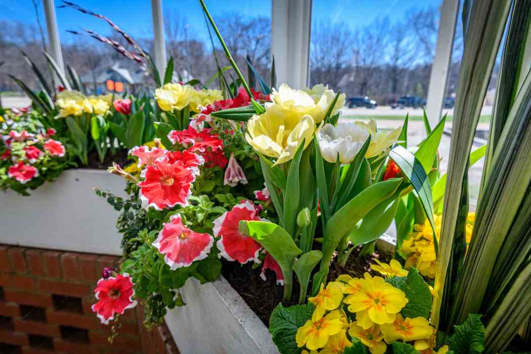Spring Flower Show 2026: True Colors