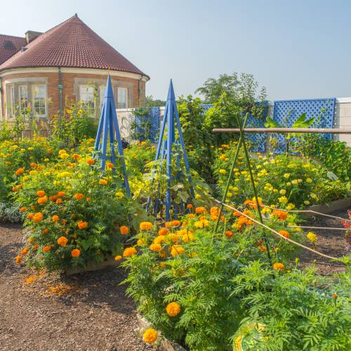 Food for Thought: Rooftop Edible Garden