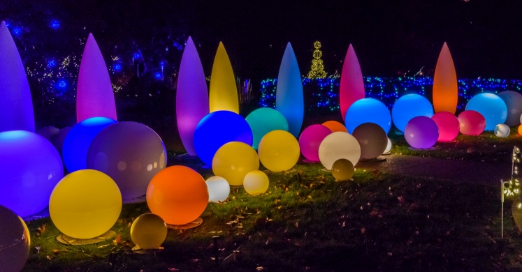 This Week at Phipps: Nov. 19 – 25 This Week at Phipps: Nov. 19 – 25