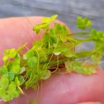 #bioPGH Blog: Duckweed