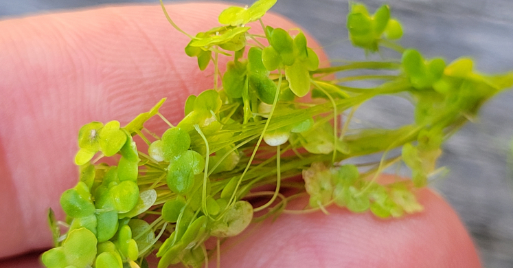#bioPGH Blog: Duckweed #bioPGH Blog: Duckweed