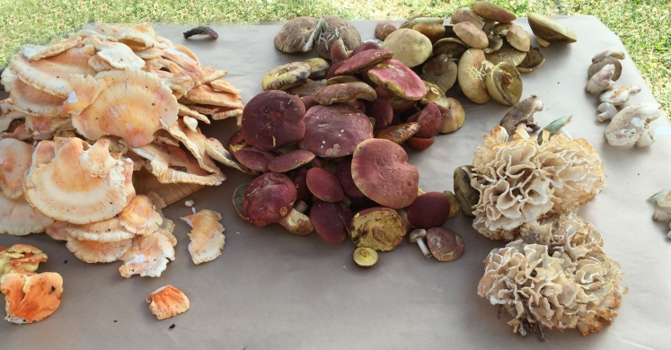 At The Market: Mushrooms For Life At The Market: Mushrooms For Life