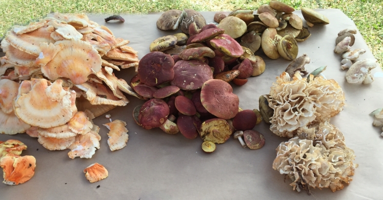 At The Market: Mushrooms For Life