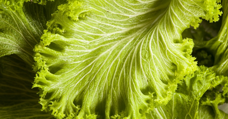 What We’re Cooking With Now: Mustard Greens What We’re Cooking With Now: Mustard Greens