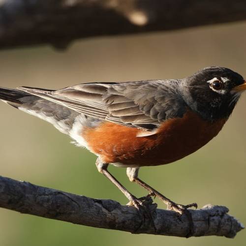 #bioPGH Blog: American Robins