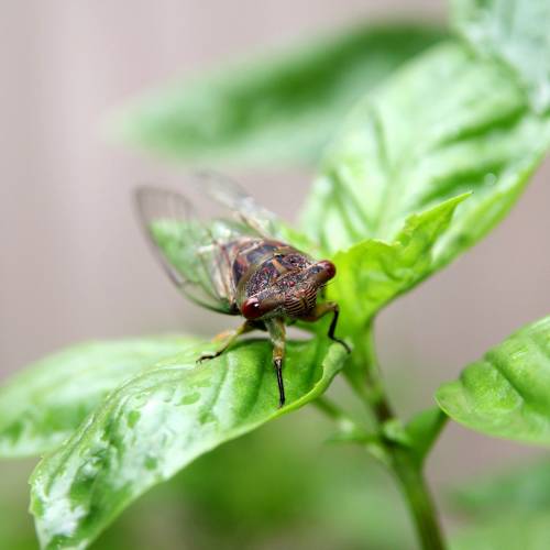 #bioPGH Blog: Dog-Day Cicadas