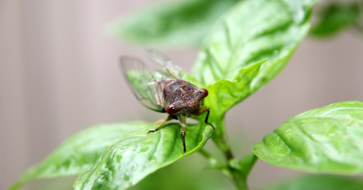 #bioPGH Blog: Dog-Day Cicadas #bioPGH Blog: Dog-Day Cicadas