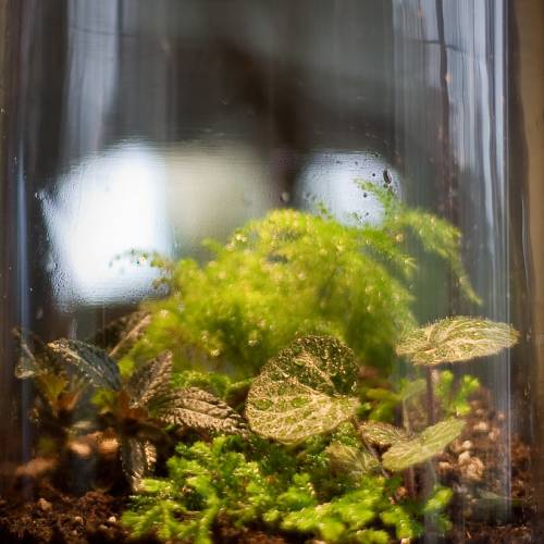 Water-Cycling Terrarium