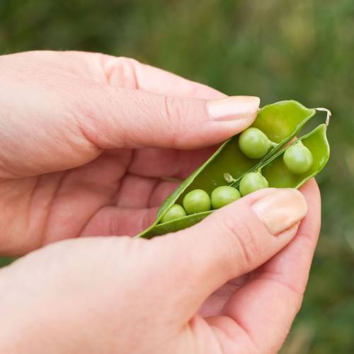 What We’re Cooking With Now: Sweet Peas