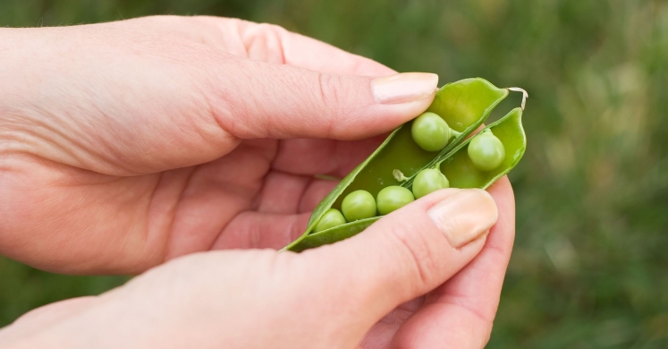 What We’re Cooking With Now: Sweet Peas